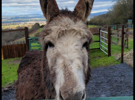 For sale,a pair of gelded Donkeys, bonded,Must stay together