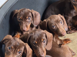 Gorgeous Miniature Dachshund