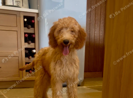Beautiful Irishdoodle puppies