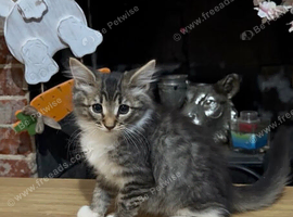 3 beautiful fluffy kittens looking for homes