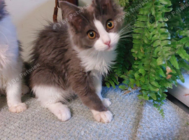 Ragcoon(Mainecoon x Ragdoll)  16 week kittens  2 female