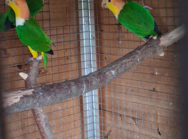 Green Thighed Caiques