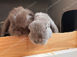 Mini lops 4 months old