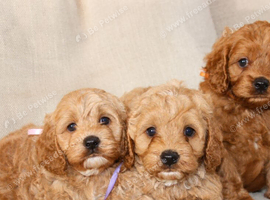 American Cockapoo puppies