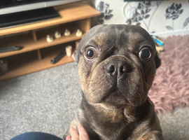 French Bulldog looking for a new home.