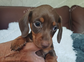 BEAUTIFUL DACHSHUND BABIES