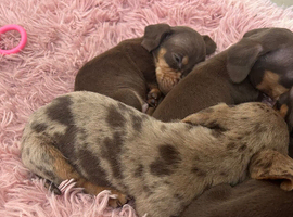 Miniature Dachshund
