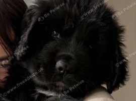 Newfoundland puppy