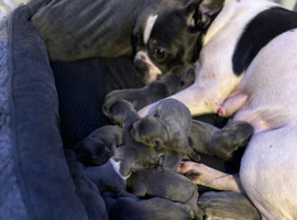 French puppies for sale
