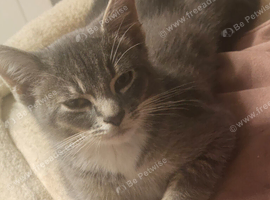5 month old mixed blue  british shorthair