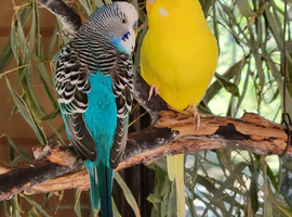 Looking for pet budgies