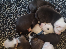 7 beautiful pups looking for their forever home