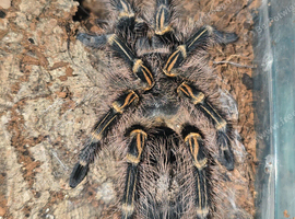 Tarantulas for sale