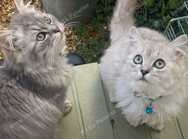 Supper fluffy Persian x ragdoll kittens