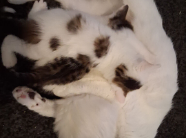 kittens for sale