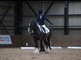 13.2 cob gelding
