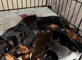 5 Chiweenie puppies for sale