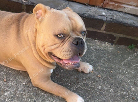 3 year old male