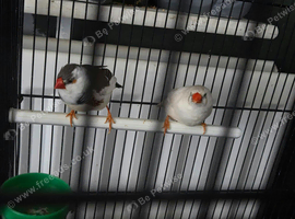 Zebra Finches