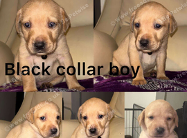 Chocolate/Yellow/Black KC Registered Labrador Retrievers