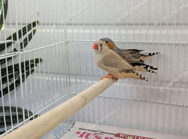 2026 zebra finches