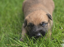 Lurcher puppies