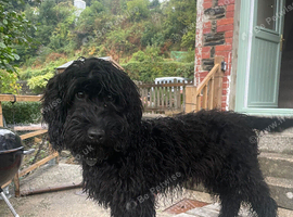 Beautiful 8 month old F1 Cockapoo.