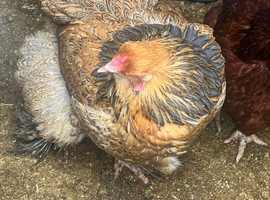 To Brahma hens for sale