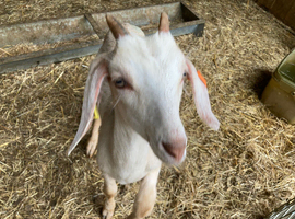 4 x whether Anglo Nubian x goats for sale