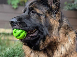 For rehoming GSD