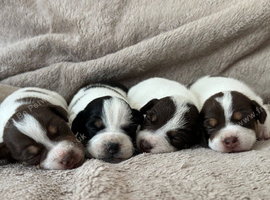 Jack Russels