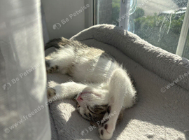 Adorable Kitten Looking for a Loving Home