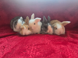 5 stunning babys ready to leave NOW