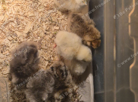 Silkie chicks