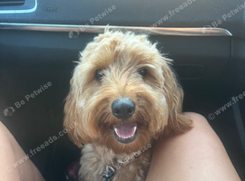 Miniature Cockapoo (honey)