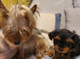 Gorgeous Yorkie Boy