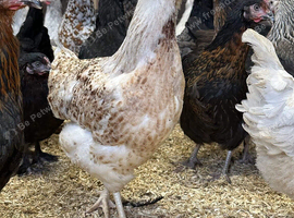 Laying hens