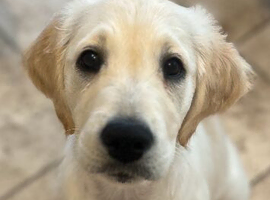 My lovely puppy golden retriever for sale!