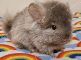 Royal Persian Angora Tan male kit