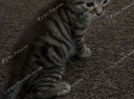 8 week old kitten