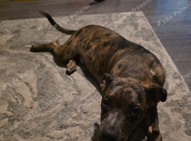 8 month old cross breed