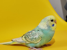 Budgies 2 months old