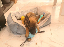 Brn Belgian malinois x dutch shepherd