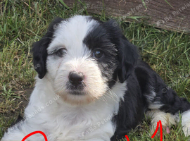 Tibetan Terrier puppies READY NOW