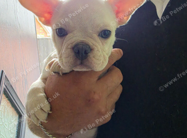 2 female frenchies left