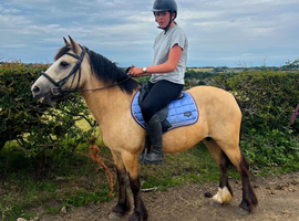 13.2 irish cob mare