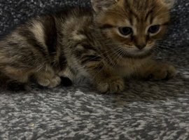 CUTEE CATSSS