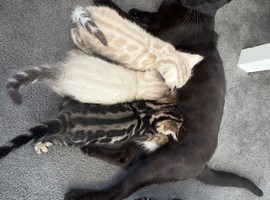 Beautiful Bengal Kittens Looking for Their Forever Homes.