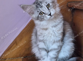 Pedigree TICA Registered Maine Coon Kittens