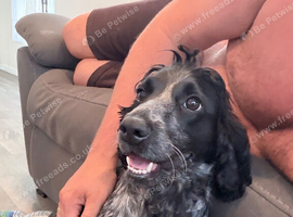 Cocker spaniel